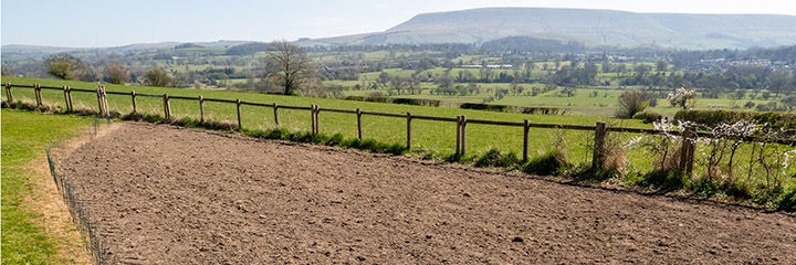 Wildflower meadow